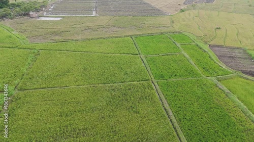 Drone footage following a narrow road through dense tropical forests and agricultural plantations.