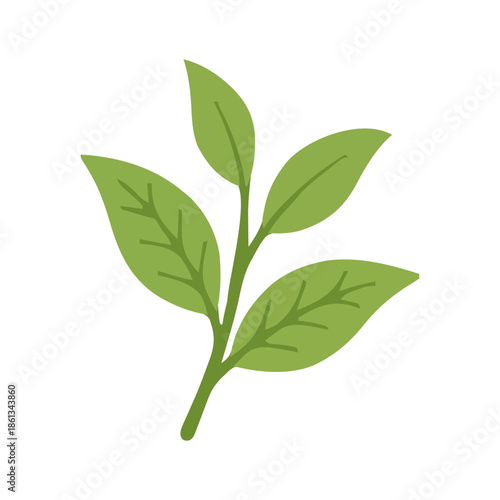 Fresh organic green tea leaves illustration for matcha herbal beverage and healthy lifestyle concept design