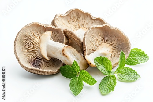 Oyster mushrooms and fresh mint leaves on white background