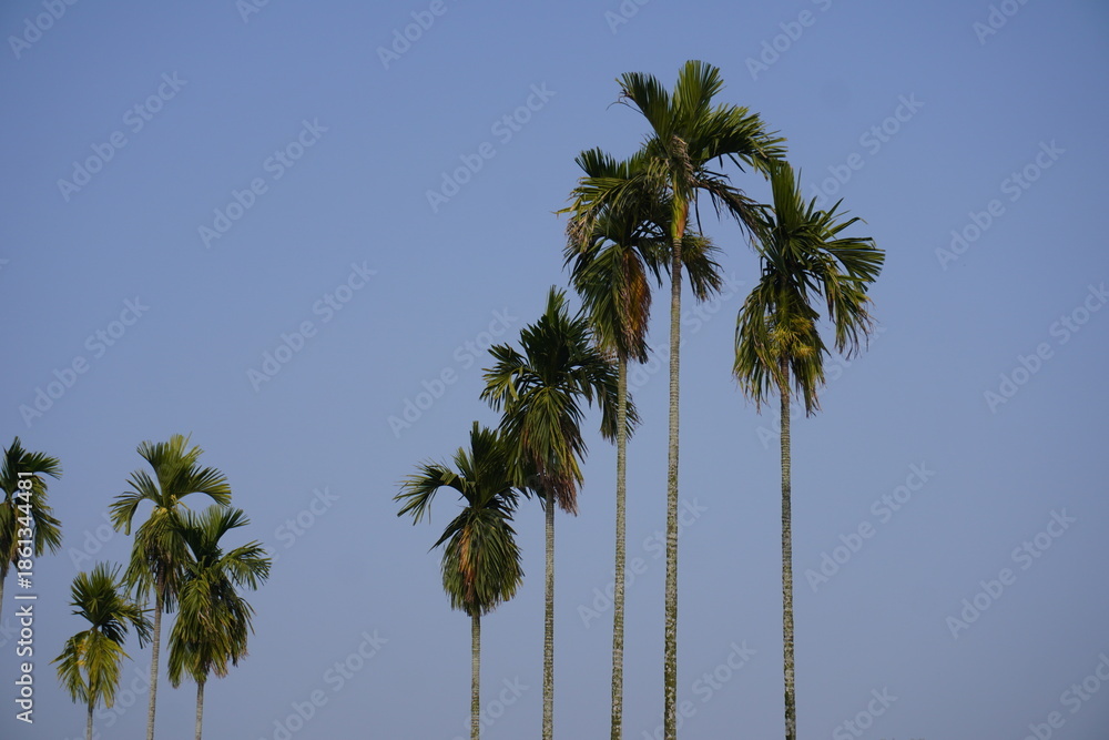 Naklejka premium Silhouetted tall palm trees against clear blue sky