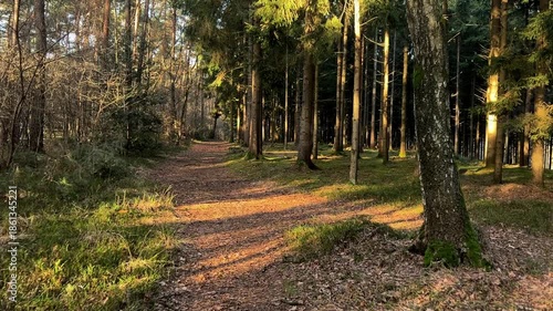 A wide shot panoramic view of a very dense, dimly lit pine or spruce forest, dominated by numerous tall, straight tree trunks. The scene conveys wilderness, depth, and ecology.
