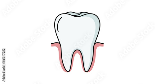 Vibrant illustration of a clean, healthy human molar rooted securely in its protective gum tissue