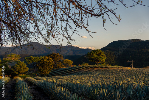 Paisaje agavero en el pueblo de Tequila Jalisco México.