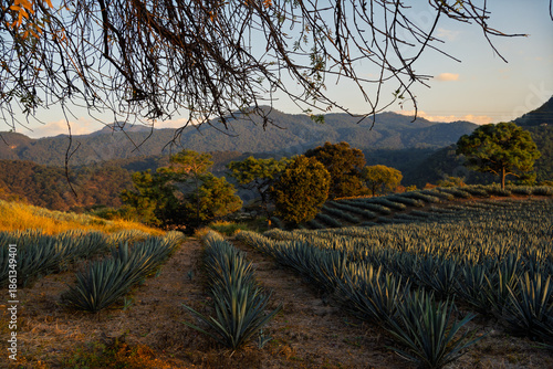 Paisaje con plantas de agave, muchos árboles y montañas en el pueblo de Tequila Jalisco.