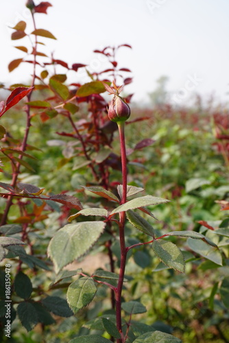 Close up of a red stem of a rose plant with its bud