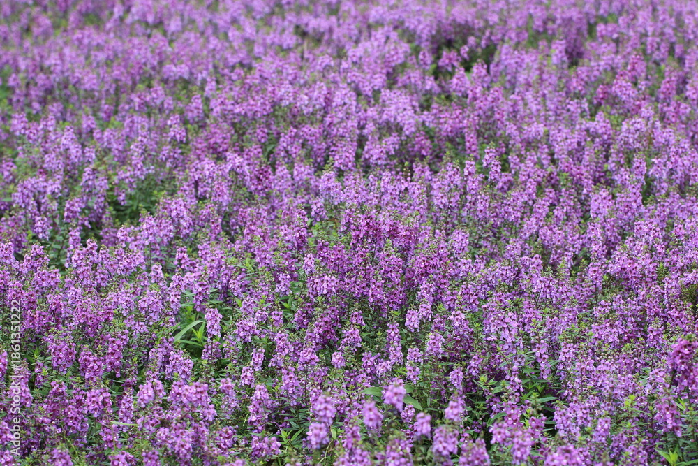 Obraz premium Angelonia or Summer snapdragon or Angel flowers field,Scenery of Angelonia or Summer snapdragon or Angel flowers blooming in the plantation