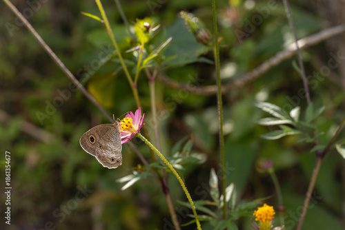Brown butterfly perched on a pink wildflower sipping nectar with a soft blurred green background