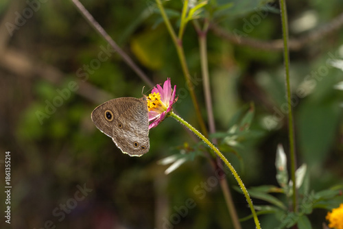 Brown butterfly perched on a pink wildflower sipping nectar with a soft blurred green background