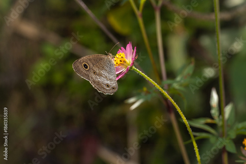 Brown butterfly perched on a pink wildflower sipping nectar with a soft blurred green background