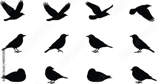 Bird silhouette vector set, black flying and perched bird icons, wildlife illustration, resting bird poses, nature graphic, editable design elements
