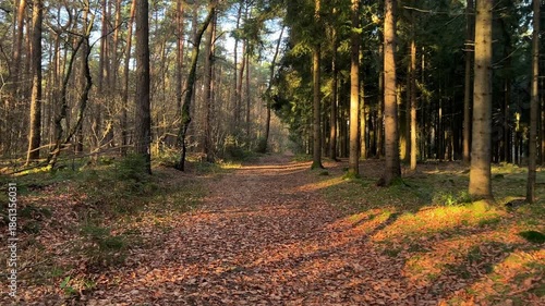 A wide shot panoramic view of a very dense, dimly lit pine or spruce forest, dominated by numerous tall, straight tree trunks. The scene conveys wilderness, depth, and ecology.