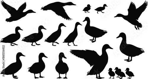 Duck silhouettes vector illustration, black duck and duckling poses on white background, wildlife animal design, editable clipart, flying walking standing, grouped ducklings