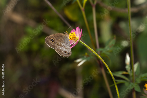 Brown butterfly perched on a pink wildflower sipping nectar with a soft blurred green background