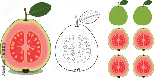 Set of pink guava fruit variations including detailed cross section and line art vector illustration for tropical themes.