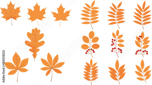 Set of orange autumn leaves and berry branches vector illustration isolated on white background for seasonal fall decoration.