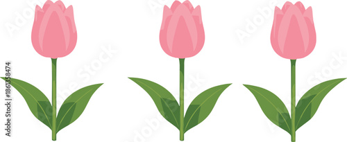 Pink Tulip Flowers Set Isolated On White Background Spring Blossom Nature Cartoon Vector Illustration
