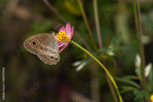 Brown butterfly perched on a pink wildflower sipping nectar with a soft blurred green background