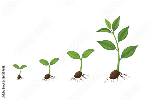 Four stages of green plant growth with brown roots on white background stages of growth green leaves