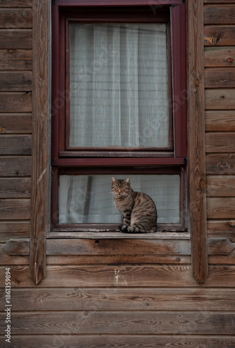 Tabby cat sitting in the window of the wooden house