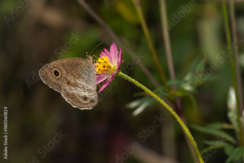 Brown butterfly perched on a pink wildflower sipping nectar with a soft blurred green background