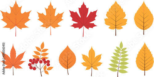 Set of various autumn maple birch and rowan leaves with red berries vector illustration for seasonal fall decoration.