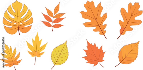 Set of golden yellow and orange autumn maple oak and birch leaves vector illustration for seasonal fall decoration