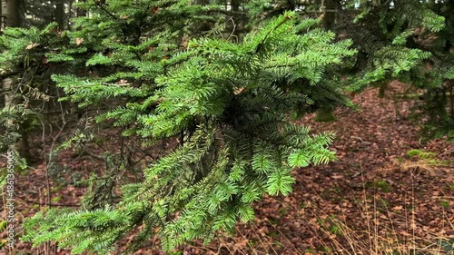 A densely packed section of dark, tall spruce trees (conifers) stand in a thick forest, with the sun dimly filtering through the canopy, suggesting a remote, untouched wilderness.