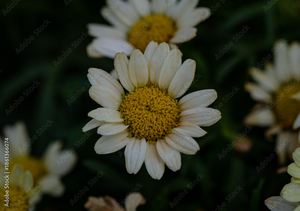 Fototapeta premium close up of white daisy