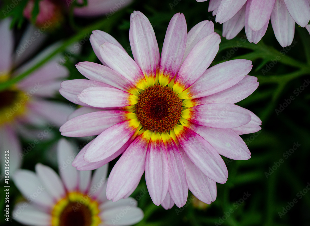 Obraz premium Pink Moroccan daisy in the garden 