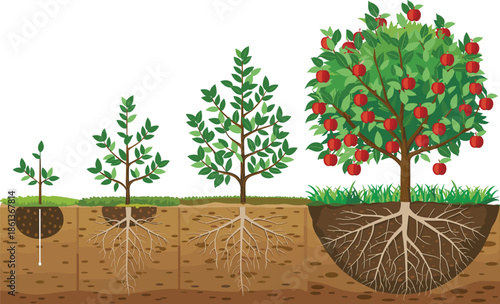 Apple Tree Growth Stages With Roots Underground Vector Illustration Showing Plant Development Agriculture Gardening And Orchard Lifecycle