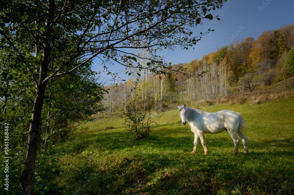 Obraz premium White horse in autumn meadow under clear blue sky.