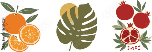 Botanical fruit and leaf illustration flat vector set with oranges, monstera leaf and pomegranate in modern decorative style