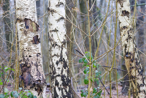 Forest with birch trees, birch trees growing side by side in a mixed forest, light-colored tree bark, grooved pattern of the birch, Betula