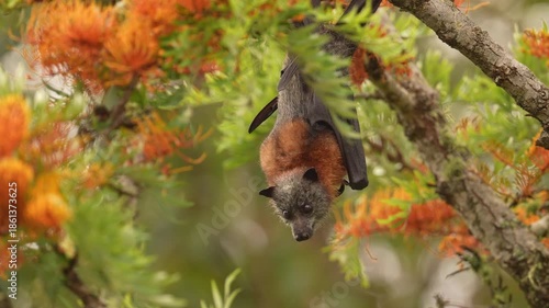 Grey-headed flying fox (Pteropus poliocephalus) bat opens his mouth hissing at an flying insect bothering him while feeding on springtime blooms of an Eucalyptus tree. Slow motion 25 percent natural