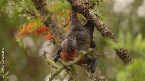 Grey-headed flying fox (Pteropus poliocephalus) bat grooming itself maintaining its fur, feeding on the springtime blooms of an Eucalyptus tree in Australia. Slow motion 25 percent natural speed.