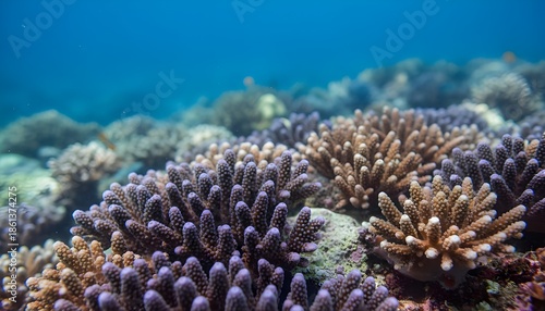 Wallpaper Mural Vibrant coral reef underwater closeup, featuring branching Acropora corals in brown and purple colors against clear blue ocean background. Torontodigital.ca