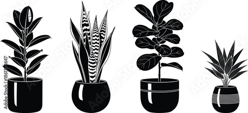 Collection of black houseplant silhouettes in decorative pots, rubber plant, snake plant, and fiddle leaf fig vector set isolated on white background,