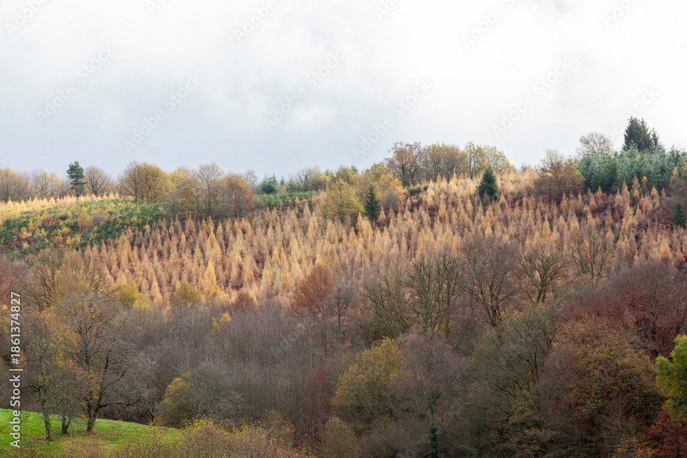 Fototapeta premium Plantations of young saplings in a reforestation program by the forestry and lumber industries for sustainable energy, Nouvelle-Aquitaine, France