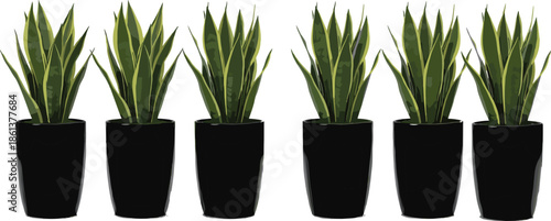 Row of six snake plants in black ceramic pots, Sansevieria trifasciata indoor houseplant set, potted greenery collection, botanical nature vector illustration isolated on white,