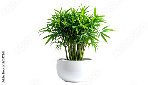 A lush, green bamboo-like plant in a white pot, isolated against a transparent background