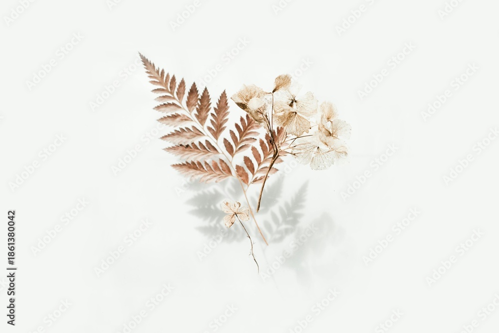 Obraz premium feather on white background