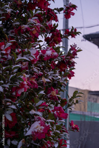 雪をまとう赤い花