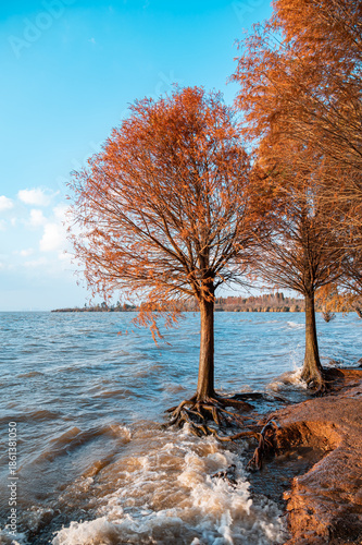 Autumn trees by the lake, waves lapping at the shore