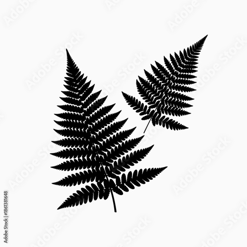 Black Fern Leaves Silhouette Isolated on White Background Botanical Illustration