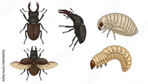 Life cycle illustration depicting the different stages of a stag beetle growth