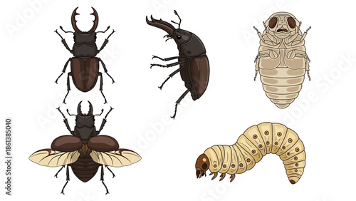 Diverse stag beetle life cycle stages illustration showcasing larva, pupa and adult beetles