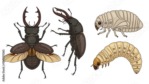 Cartoon style illustration showcasing various stages of a stag beetle life cycle