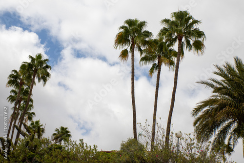Several tall palm trees, California fan palm, Mexican fan palm, Washingtonia robusta, filifera swaying in the wind against cloudy sky with some visible iridescence. Slender trunks, fan-shaped fronds.
