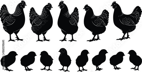 Set of black hen and small chick silhouettes isolated on white background for farm animal poultry and livestock design elements