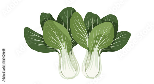 Two fresh heads of green bok choy or baby pak choi are shown with white stems and leafy tops in a healthy vegetable vector illustration.